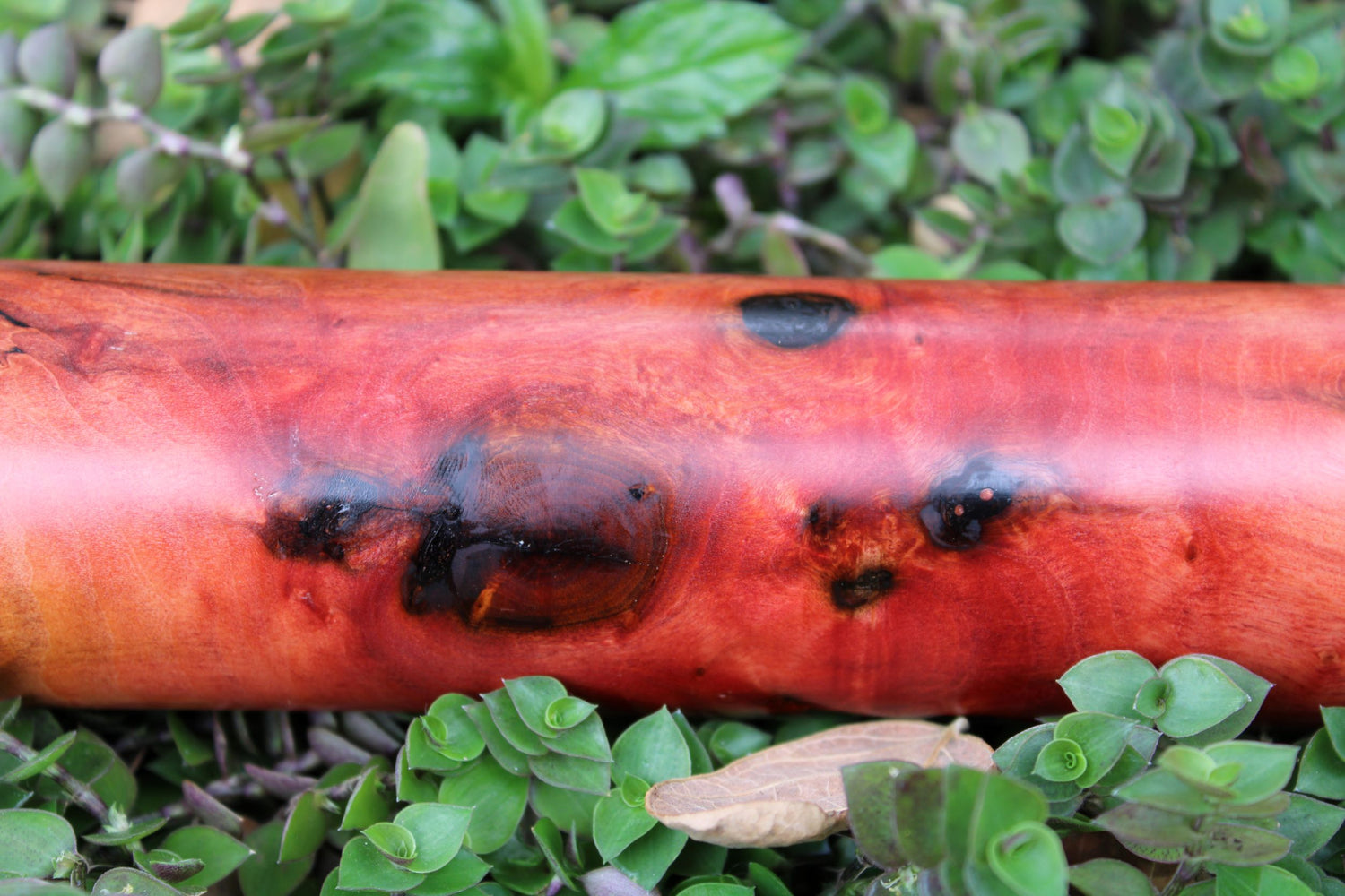 Red ivory wood showing knots and colour variation with pink and crimson.